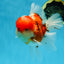 AAA Grade Godzilla Sakura Oranda Male 5.5 inches #080125OR_10