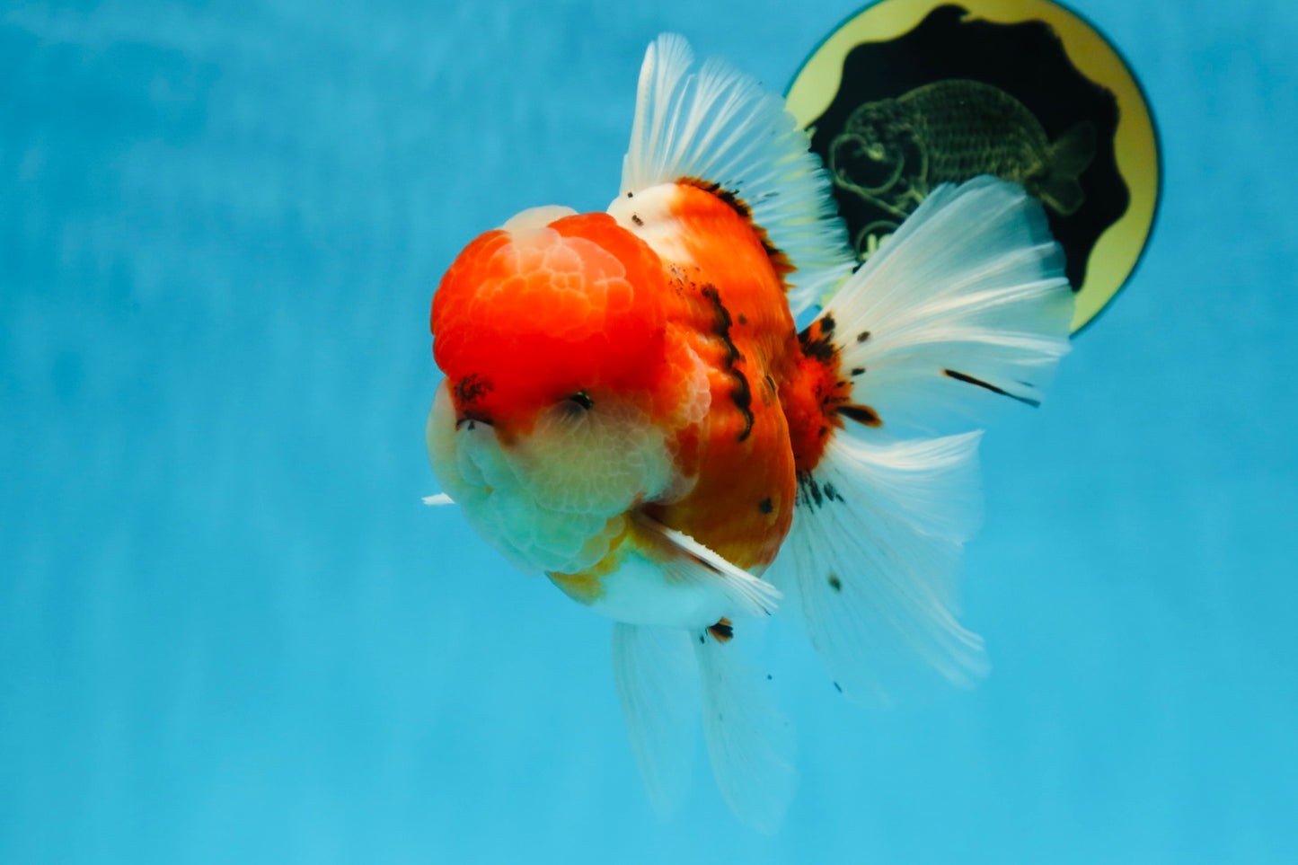 AAA Grade Godzilla Sakura Oranda Male 5.5 inches #080125OR_10