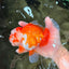 UNIQUE AAA Grade Red White Oranda Female 6.5-7 inches #032026OR_04