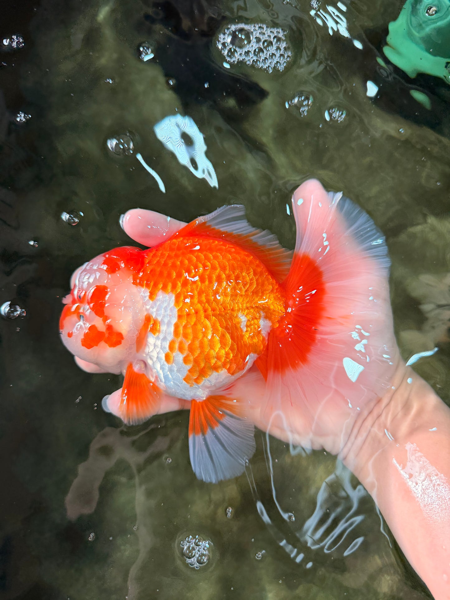 UNIQUE AAA Grade Red White Oranda Female 6.5-7 inches #032026OR_04