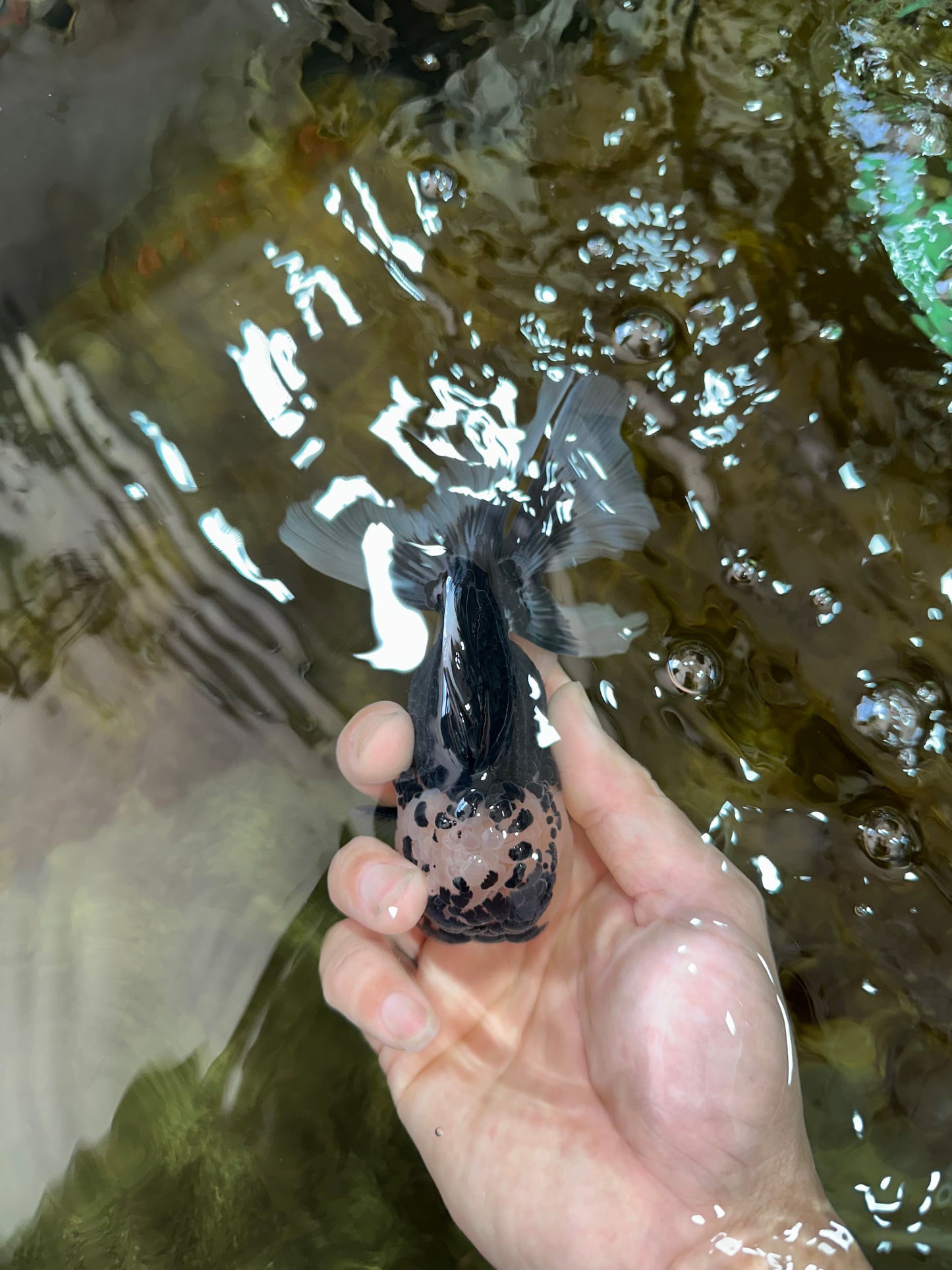 AAA Grade Panda Oranda Male 5 inches #051625OR_28