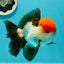 AAA Grade Cheeky Tricolor Oranda Male 5.5 inches #110124OR_15