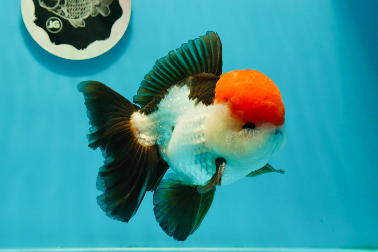 AAA Grade Cheeky Tricolor Oranda Male 5.5 inches #110124OR_15