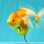 A Grade Kohaku Sakura Yuanbao Female 5-5.5 inches #101626YB_42