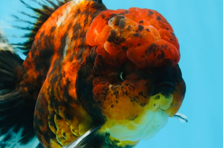 AAA Grade Godzilla Tiger Oranda Female 6.5 inches #081525OR_12