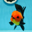 Grumpy 😡 A Grade Red Head Button Eyes Oranda Male 4.5-5 inches #1004OR_38