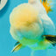 RARE YELLOW Lemonhead Neon Tail Oranda Male 5 inches #0531OR_12