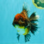 AAA Grade Granite Calico Oranda Female 6.5-7 inches #073126OR_03