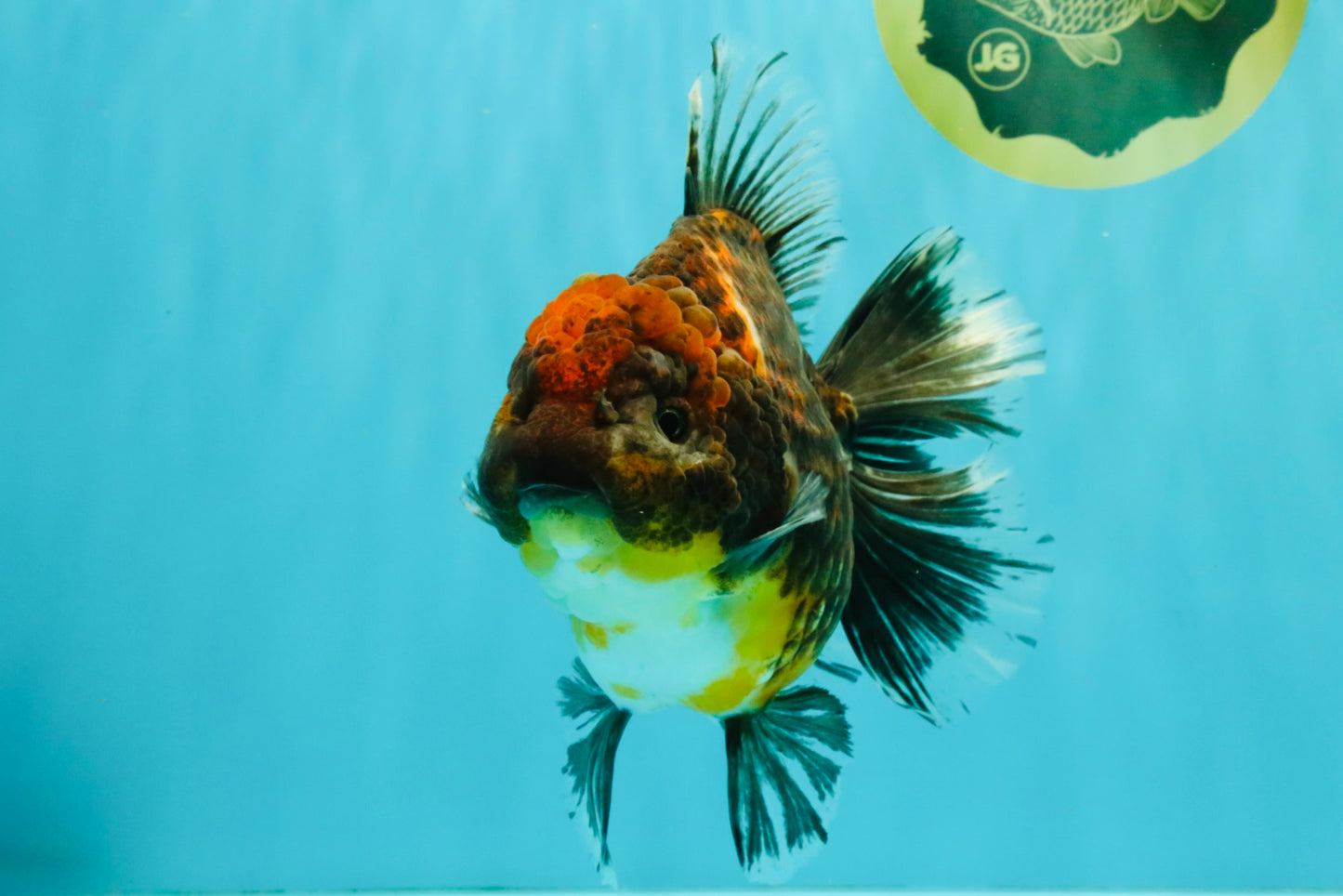 AAA Grade Granite Calico Oranda Female 6.5-7 inches #073126OR_03