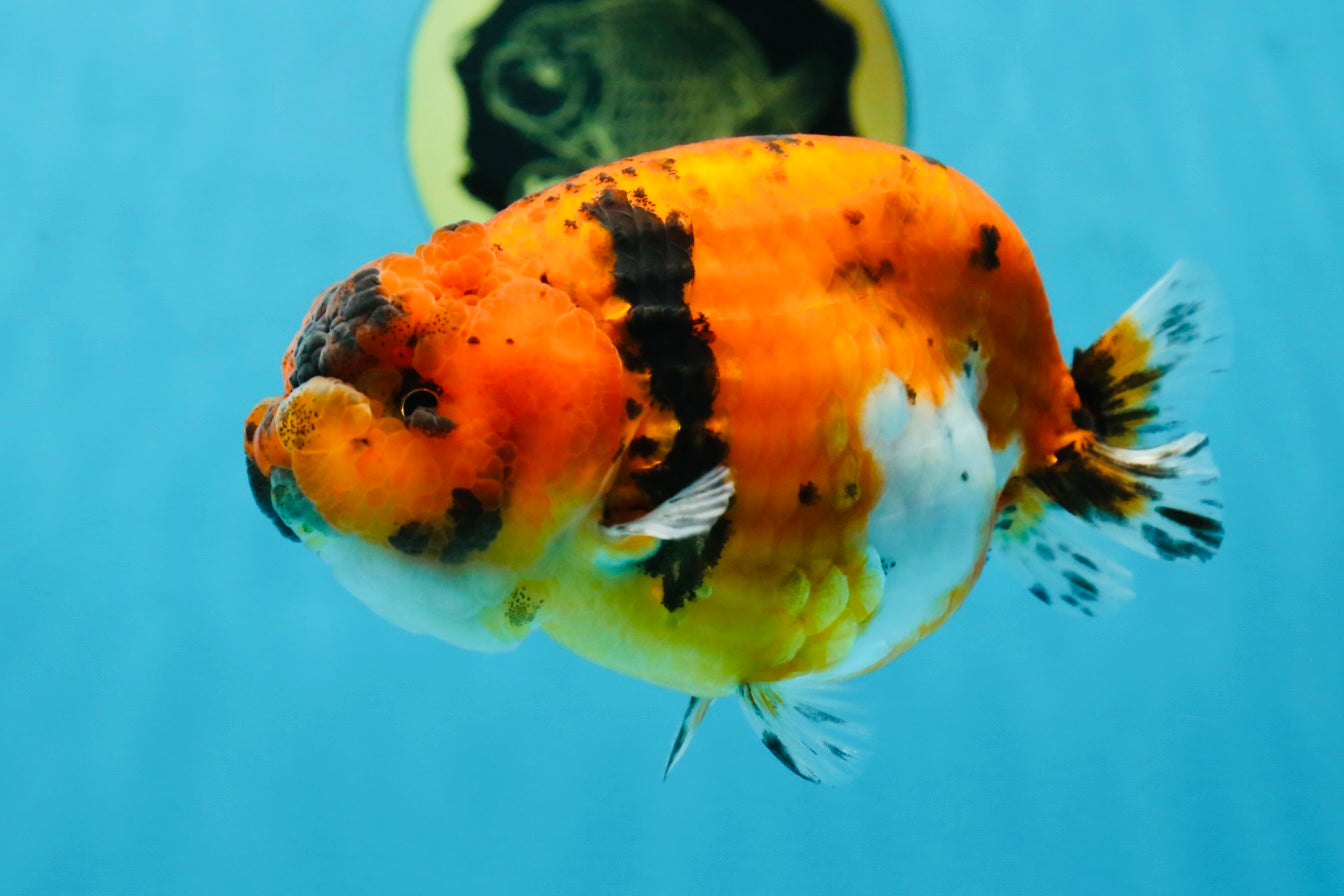 AAA Grade Tiger LionQueen 4.5 inches #051625LC_02