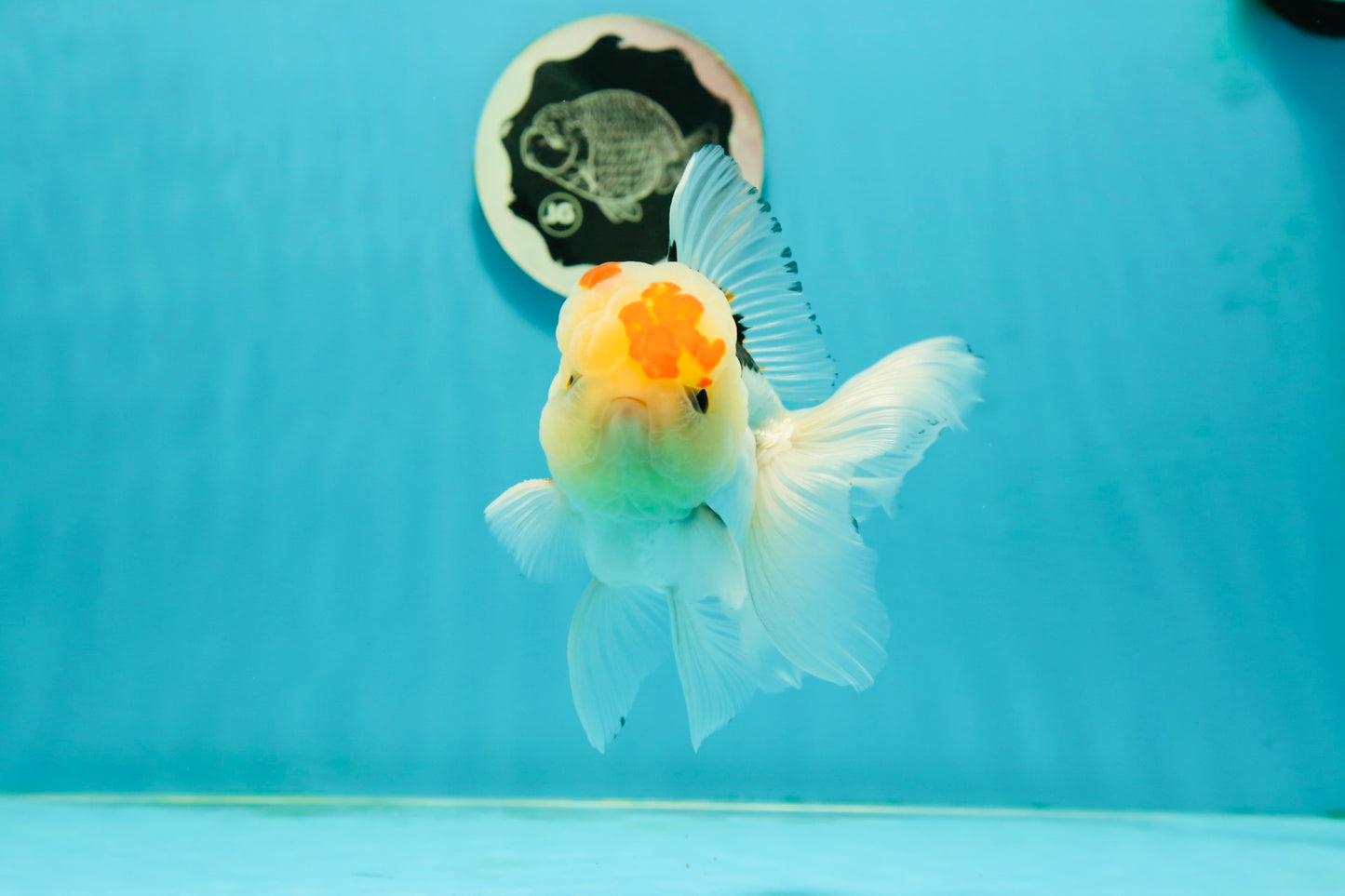 AAA Grade Lemonhead Tricolor Button Eyes Oranda Male 5 inches #111524OR_23