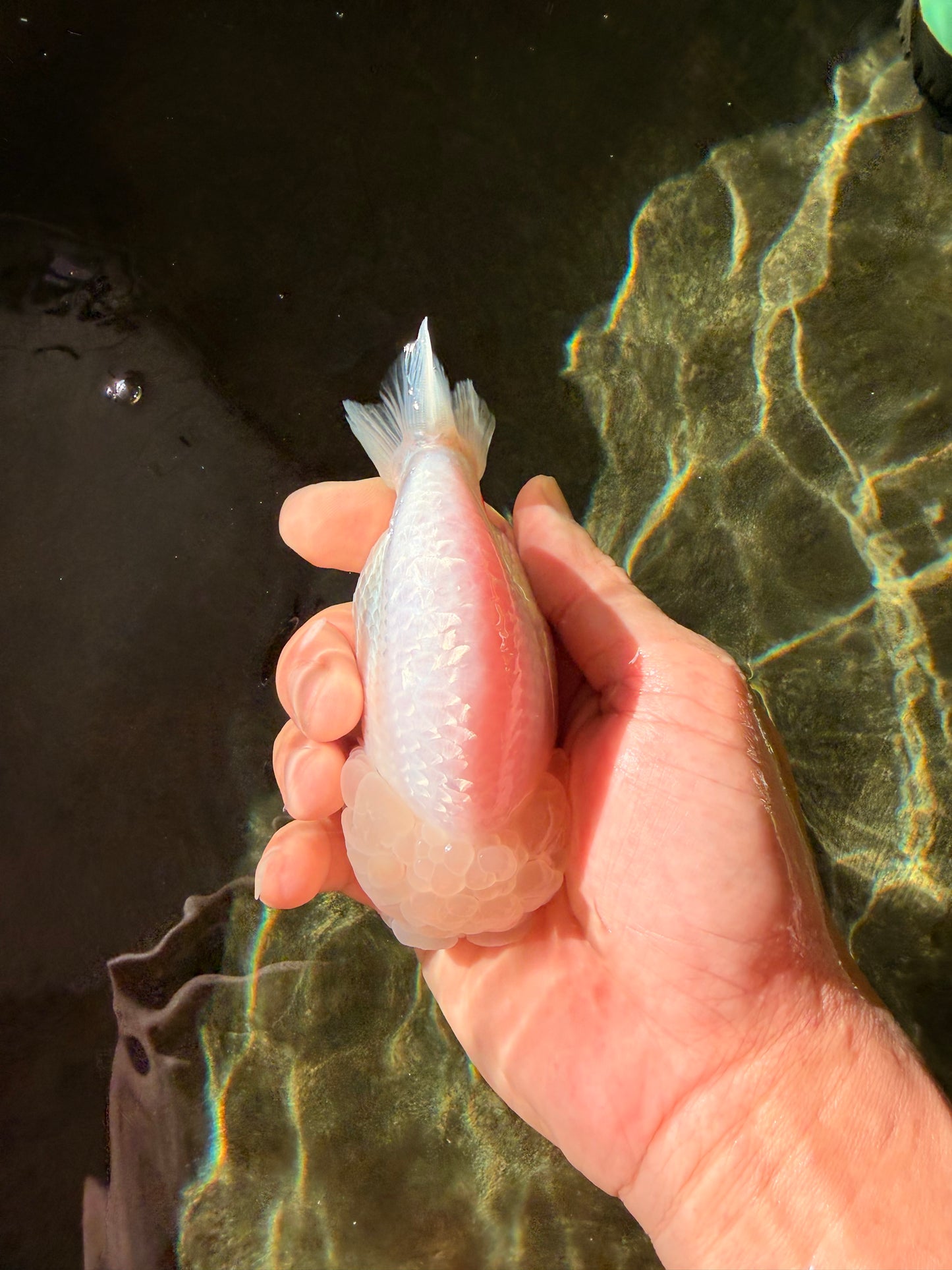 White Lionchu Female 4.5 inches #032726LC_22