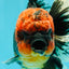 CHONKY AAA Grade Red Head Kirin Oranda Male 6-6.5 inches #072426OR_18