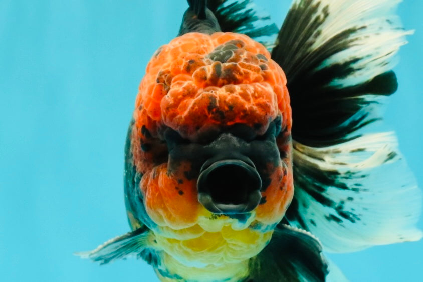 CHONKY AAA Grade Red Head Kirin Oranda Male 6-6.5 inches #072426OR_18