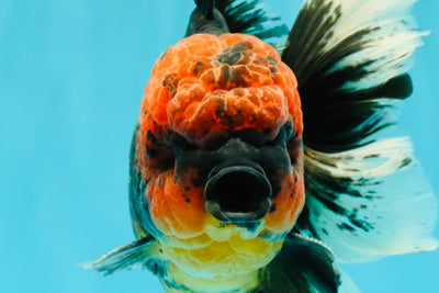 CHONKY AAA Grade Red Head Kirin Oranda Male 6-6.5 inches #072426OR_18