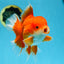 AAA Grade BEAUTY Red White Oranda Male 6 inches #082925OR_16