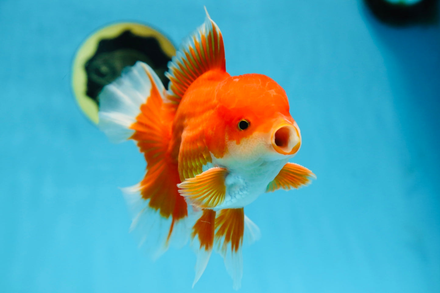 AAA Grade BEAUTY Red White Oranda Male 6 inches #082925OR_16