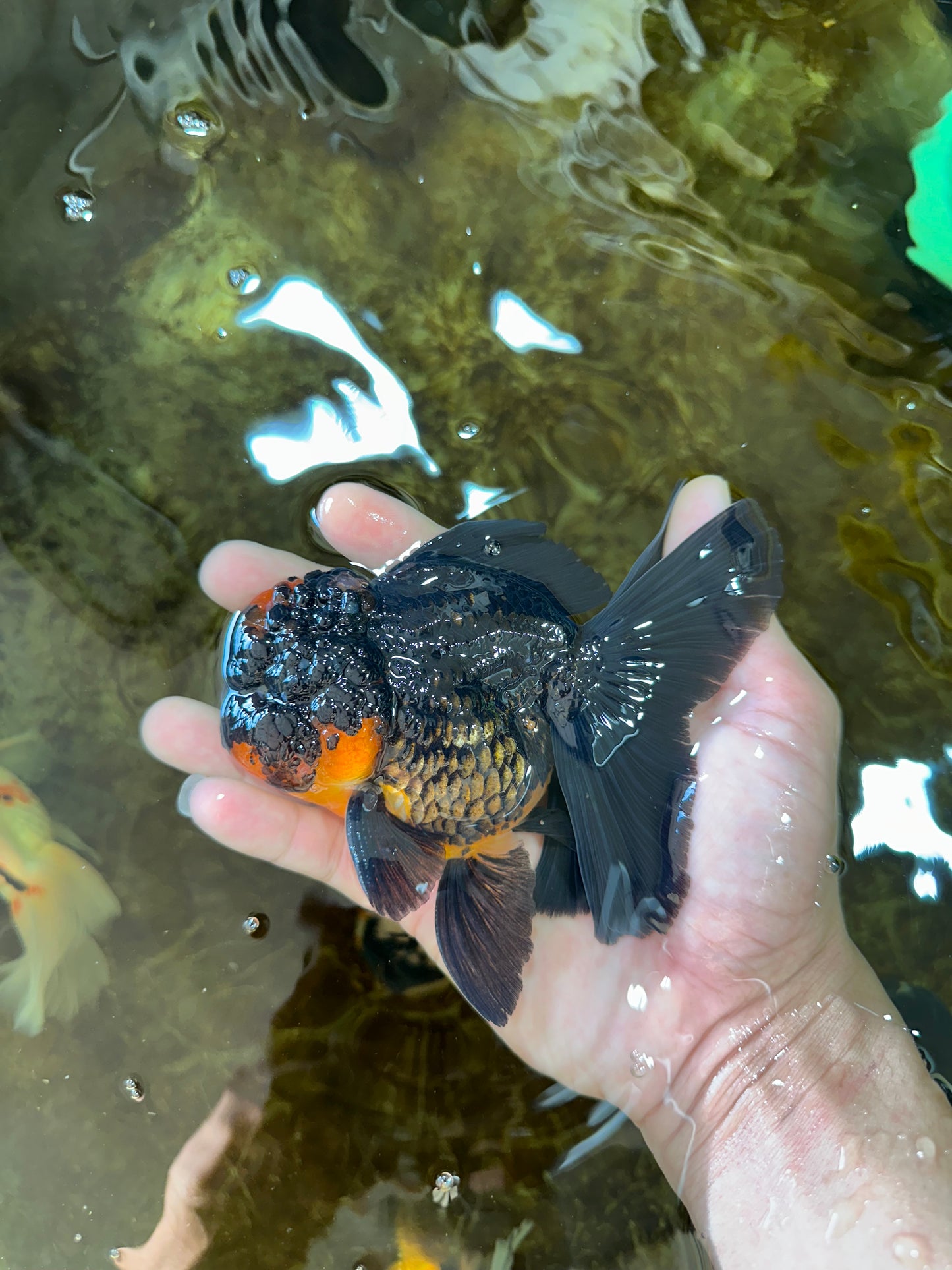 A Grade Apache Oranda Male 5 inches #081525OR_22