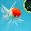 A Grade Little Tomato Cap Red Cap Oranda Male 4-4.5 inches #062025OR_18