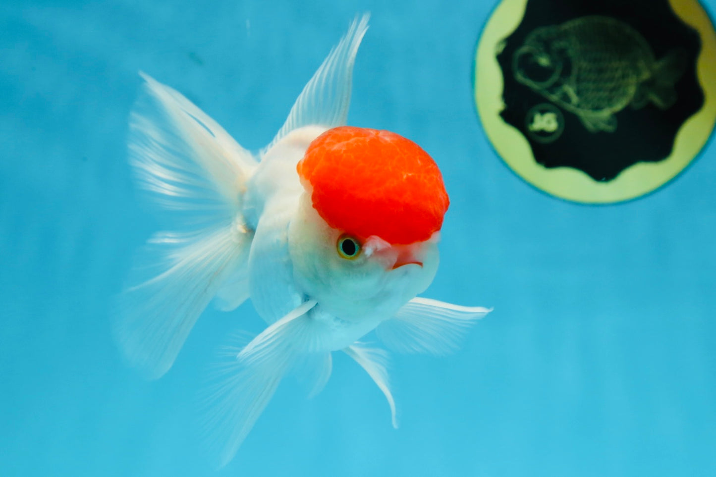 A Grade Little Tomato Cap Red Cap Oranda Male 4-4.5 inches #062025OR_18