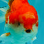 CHUBBY AAA Grade Red White Yuanbao Male 5.5 inches #050826YB_07