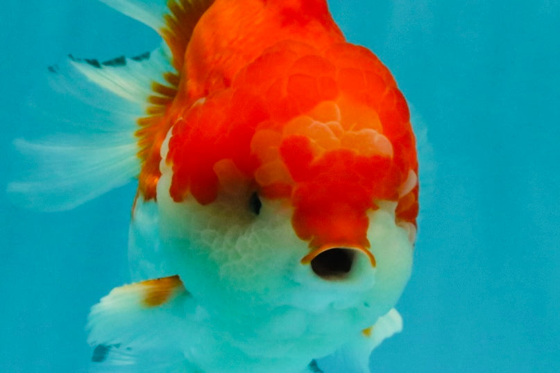 CHUBBY AAA Grade Red White Yuanbao Male 5.5 inches #050826YB_07