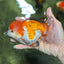 A Grade SUPER CHONKY Tricolor Button Eyes Yuanbao Male 5 inches #122024YB_07