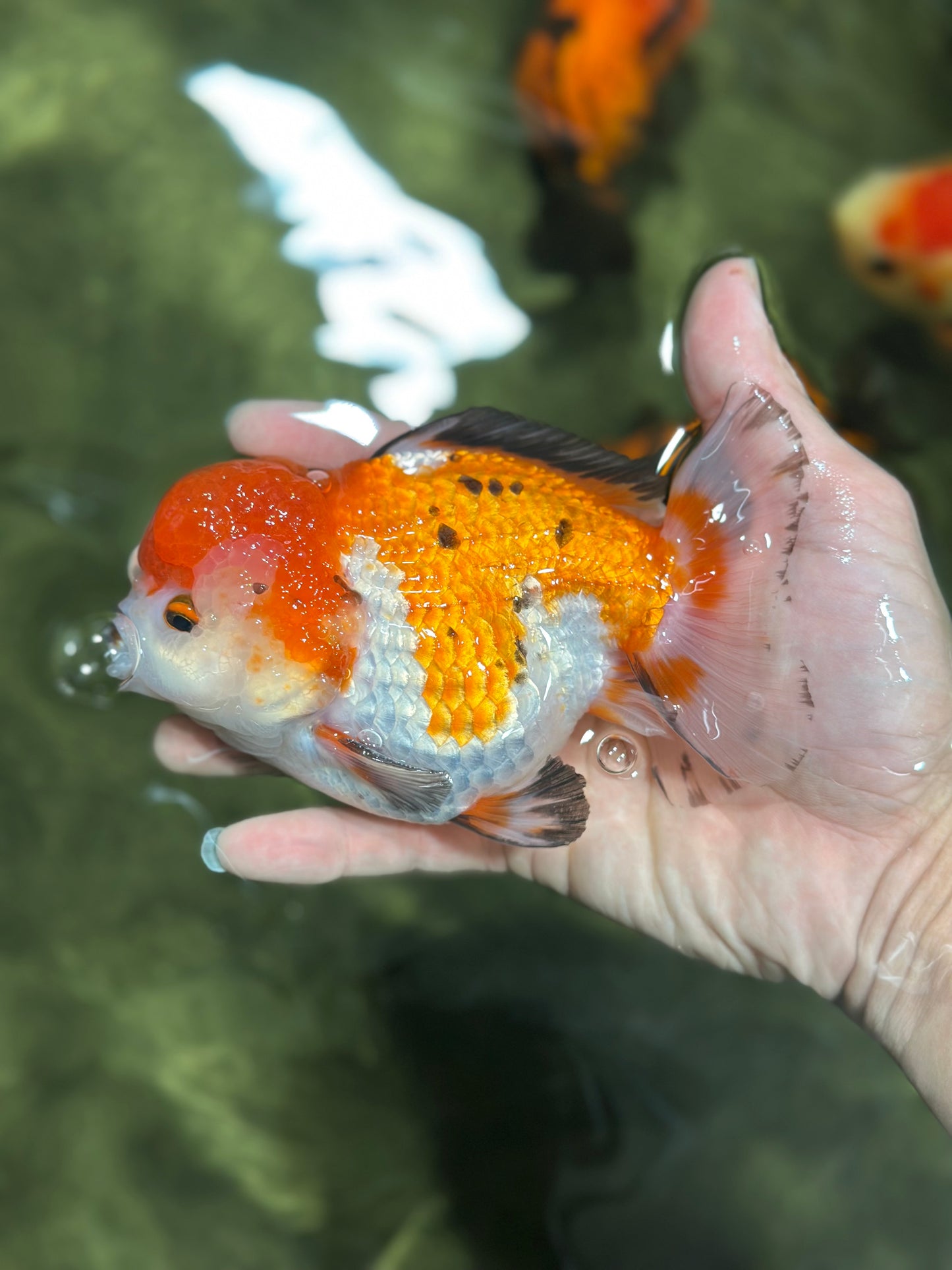 A Grade SUPER CHONKY Tricolor Button Eyes Yuanbao Male 5 inches #122024YB_07