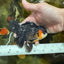 A Grade Tricolor Oranda Male 4.5 inches #053025OR_18