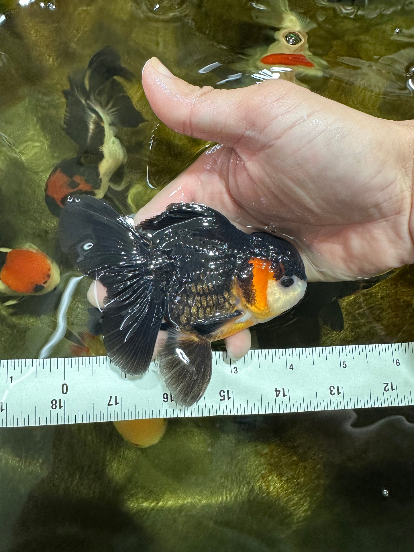 A Grade Tricolor Oranda Male 4.5 inches #053025OR_18