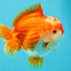 CHONKY AAA Grade Red White Yuanbao Male 5.5-6 inches #050126YB_17