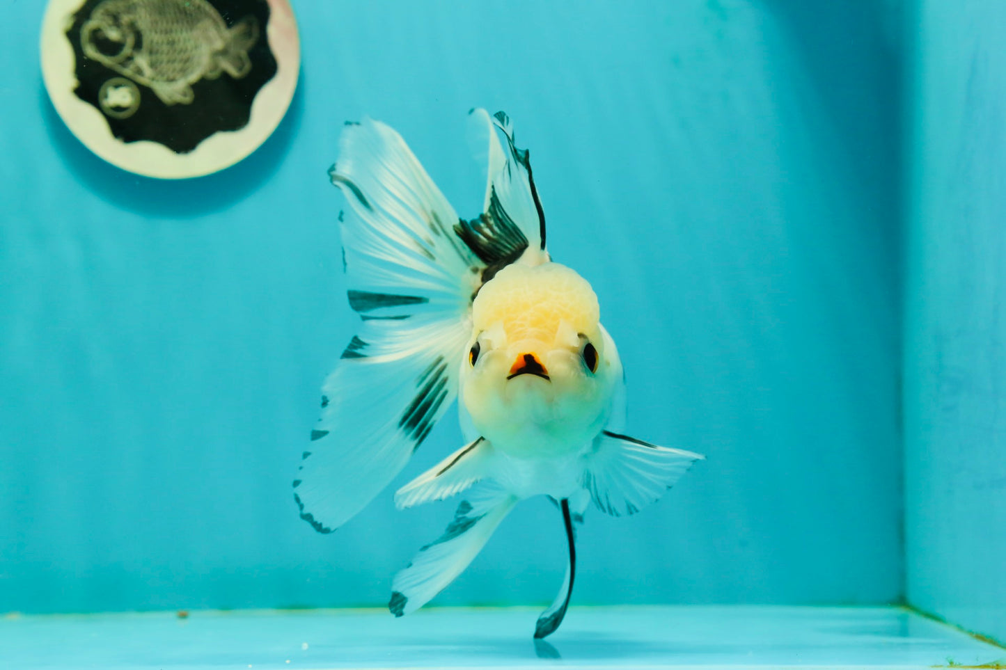 Butterfly Tail High Dorsal Fin Tricolor Oranda Female 5 inches #1018OR_19