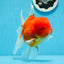 Grado A Cereza Sakura Oranda Macho 6 pulgadas #0726OR_06