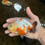 Sakura Chinese Ranchu Female 4.5 inches #121225RC_05