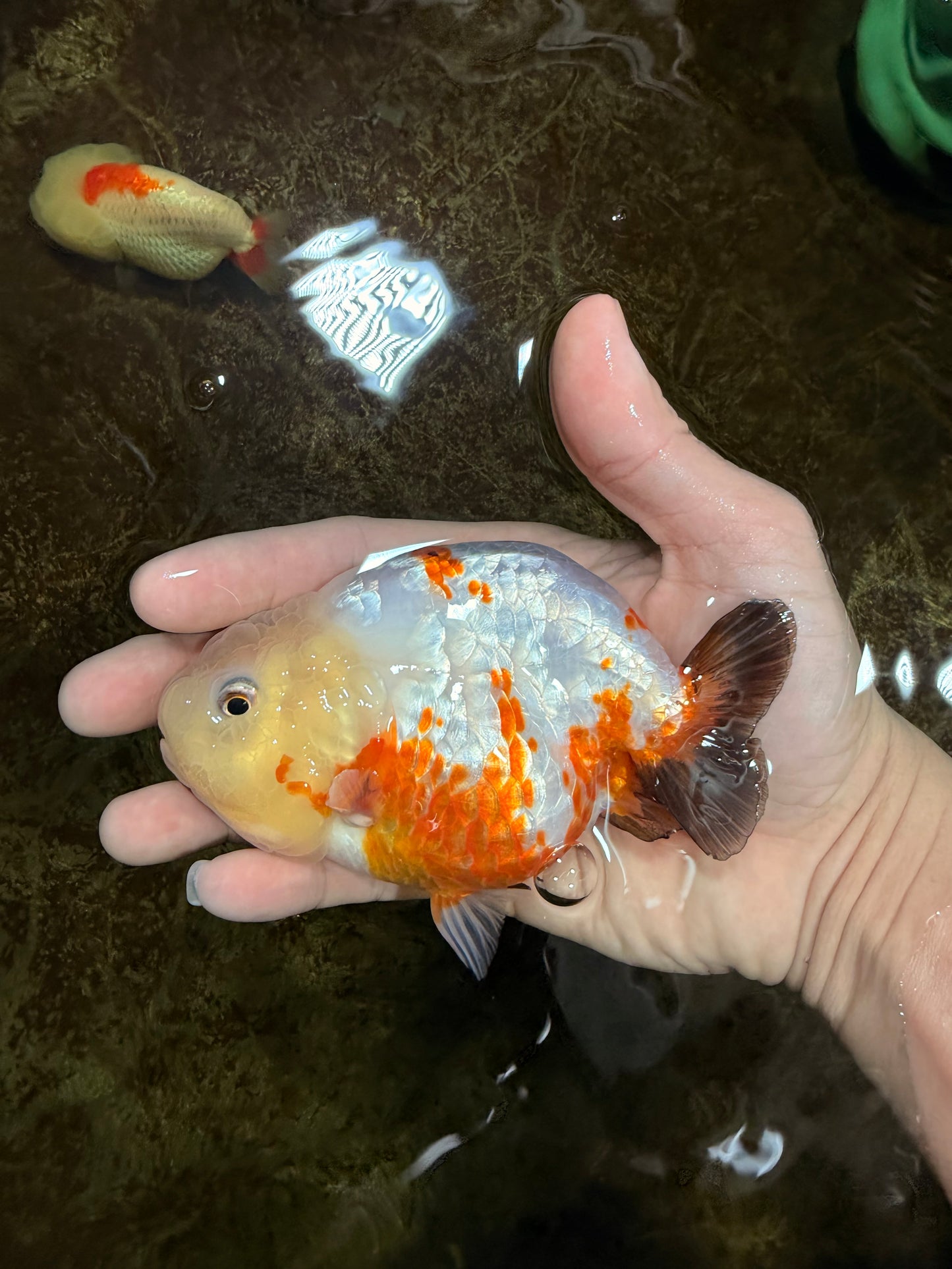 Sakura Chinese Ranchu Female 4.5 inches #121225RC_05