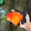 AAA Grade Apache Oranda Female 5.5-6 inches #071026OR_25