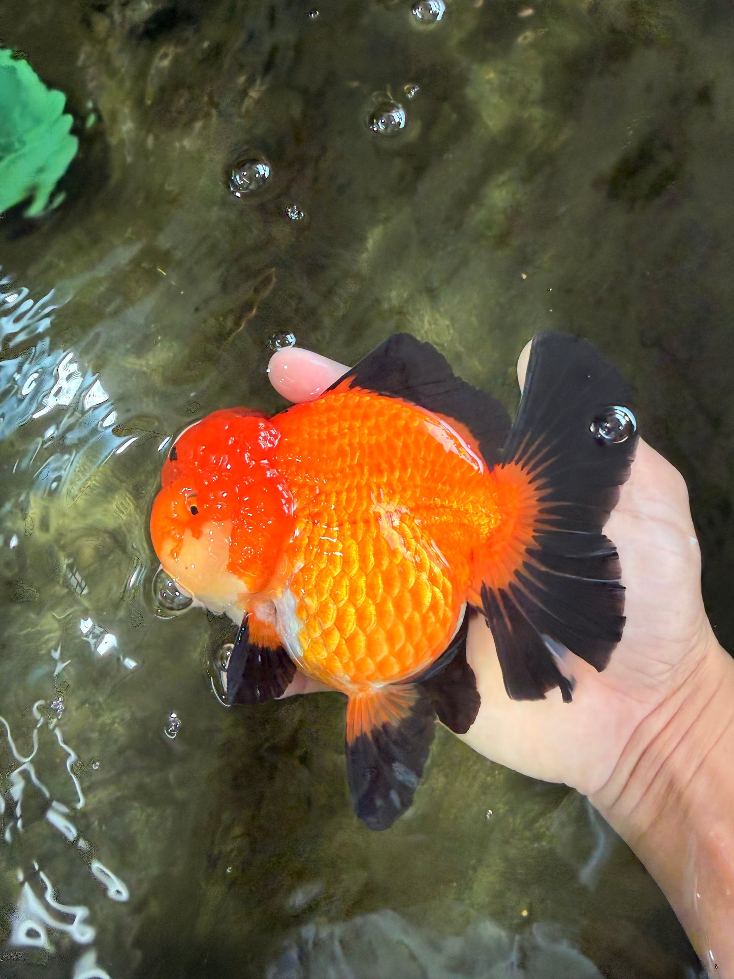 AAA Grade Apache Oranda Female 5.5-6 inches #071026OR_25