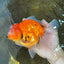 AAA Grade JUMBO Tiger Oranda Female 6-6.5 inches #062025OR_24