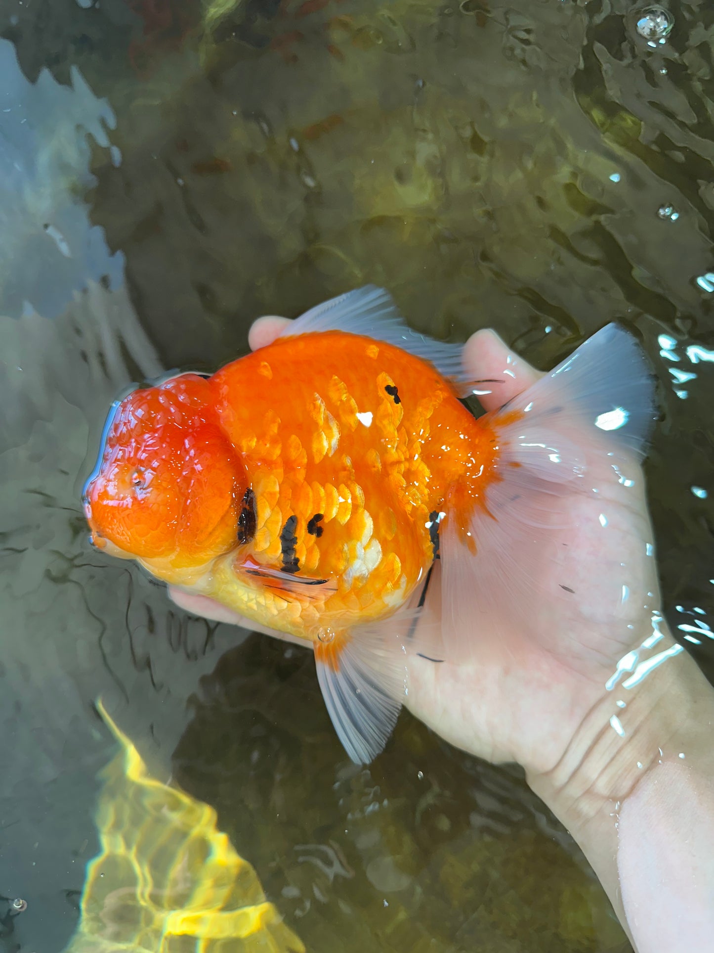 AAA Grade JUMBO Tiger Oranda Female 6-6.5 inches #062025OR_24