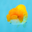 Femelle Lionchu orange 3,5 pouces #0920LC_15