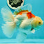 AAA Grade Giant Generation Orange White Oranda Male 6-6.5 inches #102524OR_06