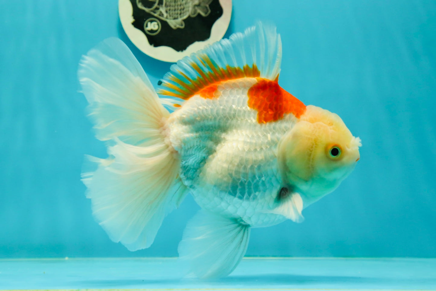 AAA Grade Giant Generation Orange White Oranda Male 6-6.5 inches #102524OR_06