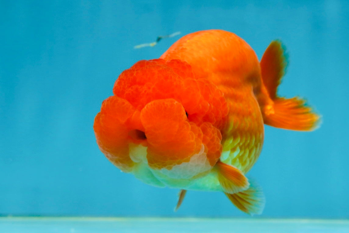 A Grade Solid Red LionKing 4 inches #062725LC_01