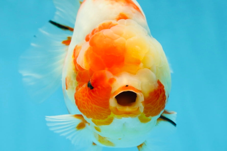 A Grade Kohaku Sakura Yuanbao Male 5.5 inches #052325YB_25