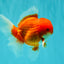 CHONKY AAA Grade Red White Oranda Male 4.5-5 inches #062626OR_37