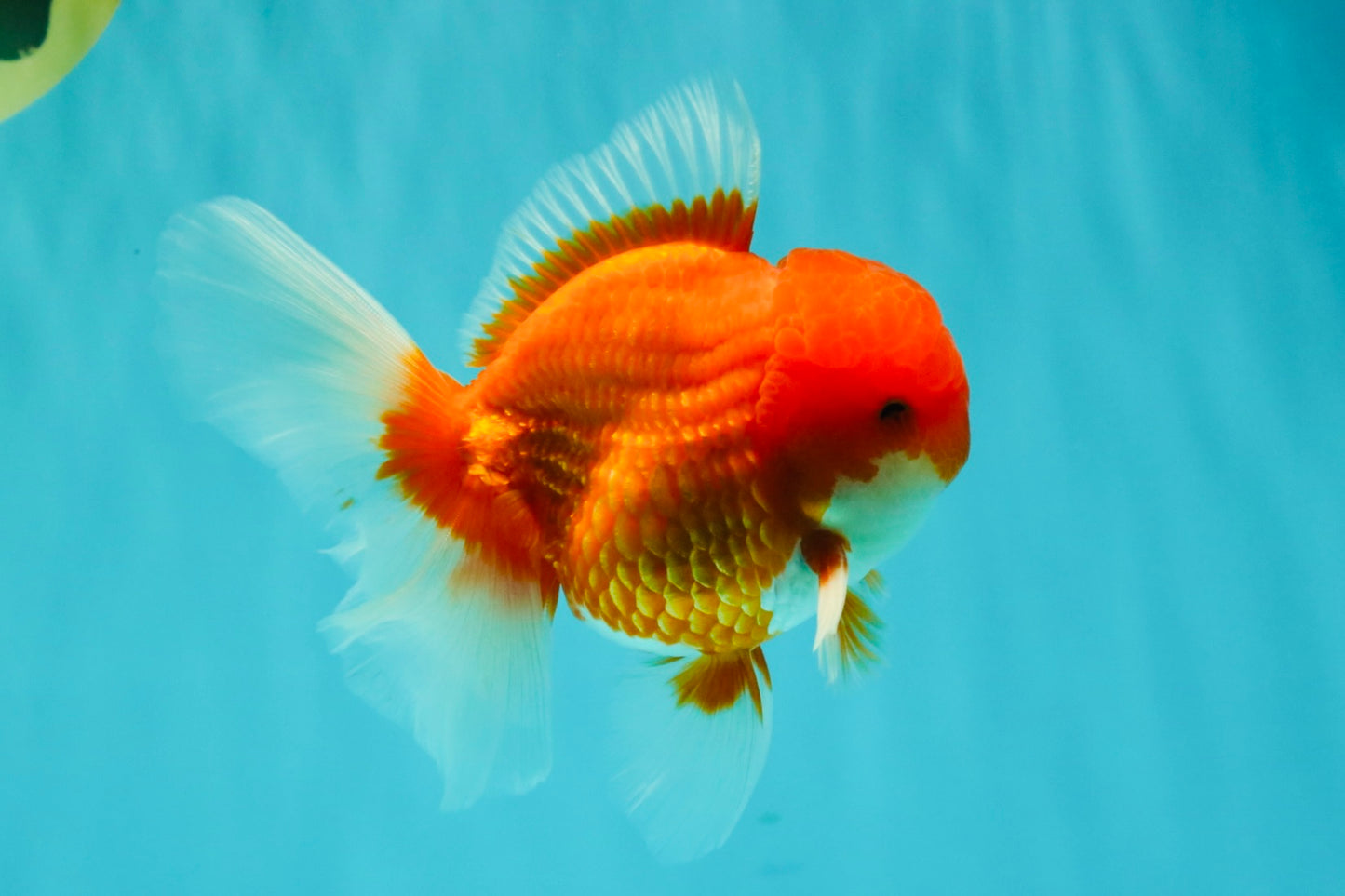CHONKY AAA Grade Red White Oranda Male 4.5-5 inches #062626OR_37