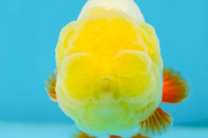 A Grade Lemonhead LionKing 3.5 inches #070425LC_06