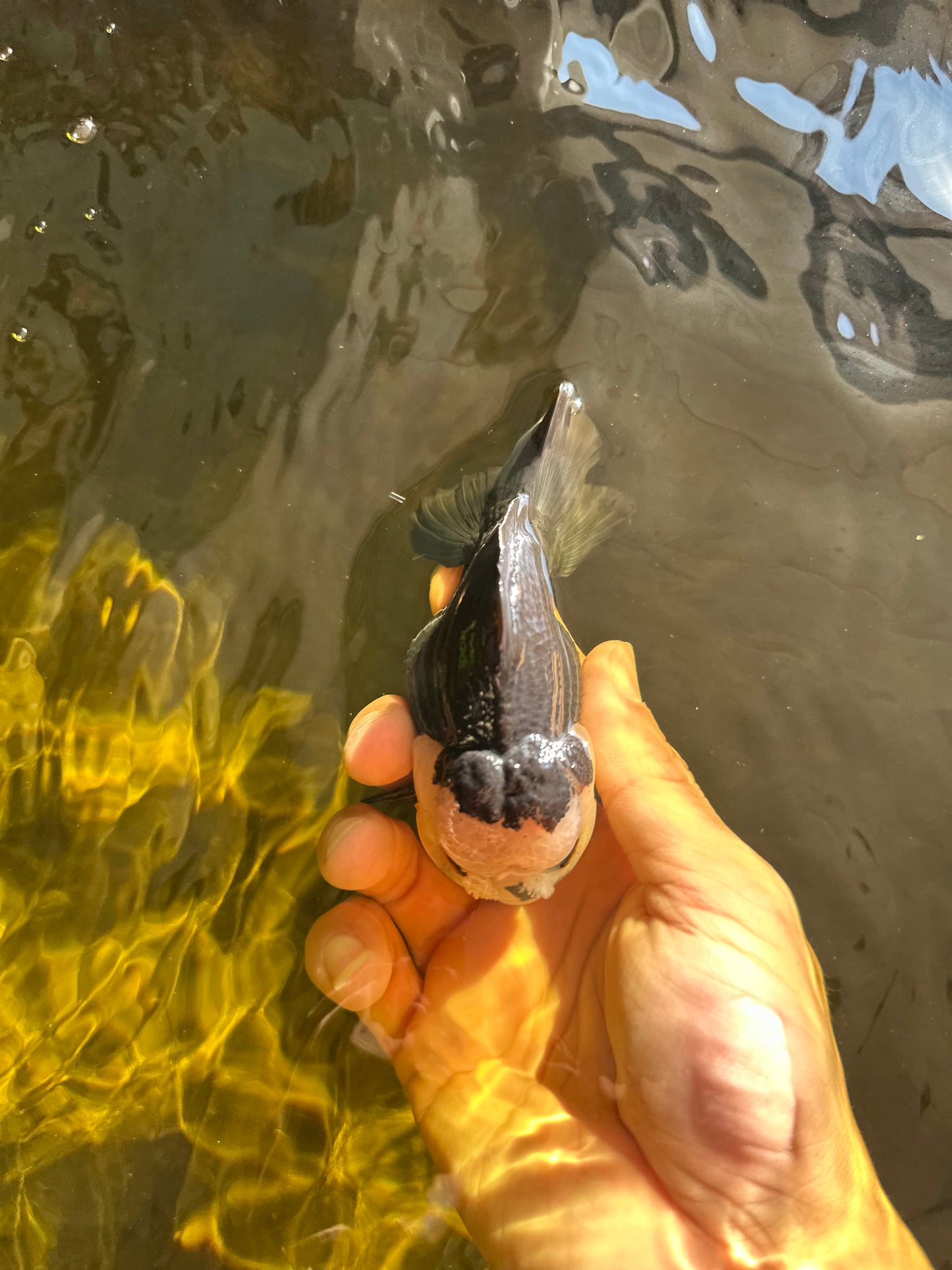 AAA Grade Pompom Panda Button Eyes Yuanbao Male 4 inches #050925YB_25