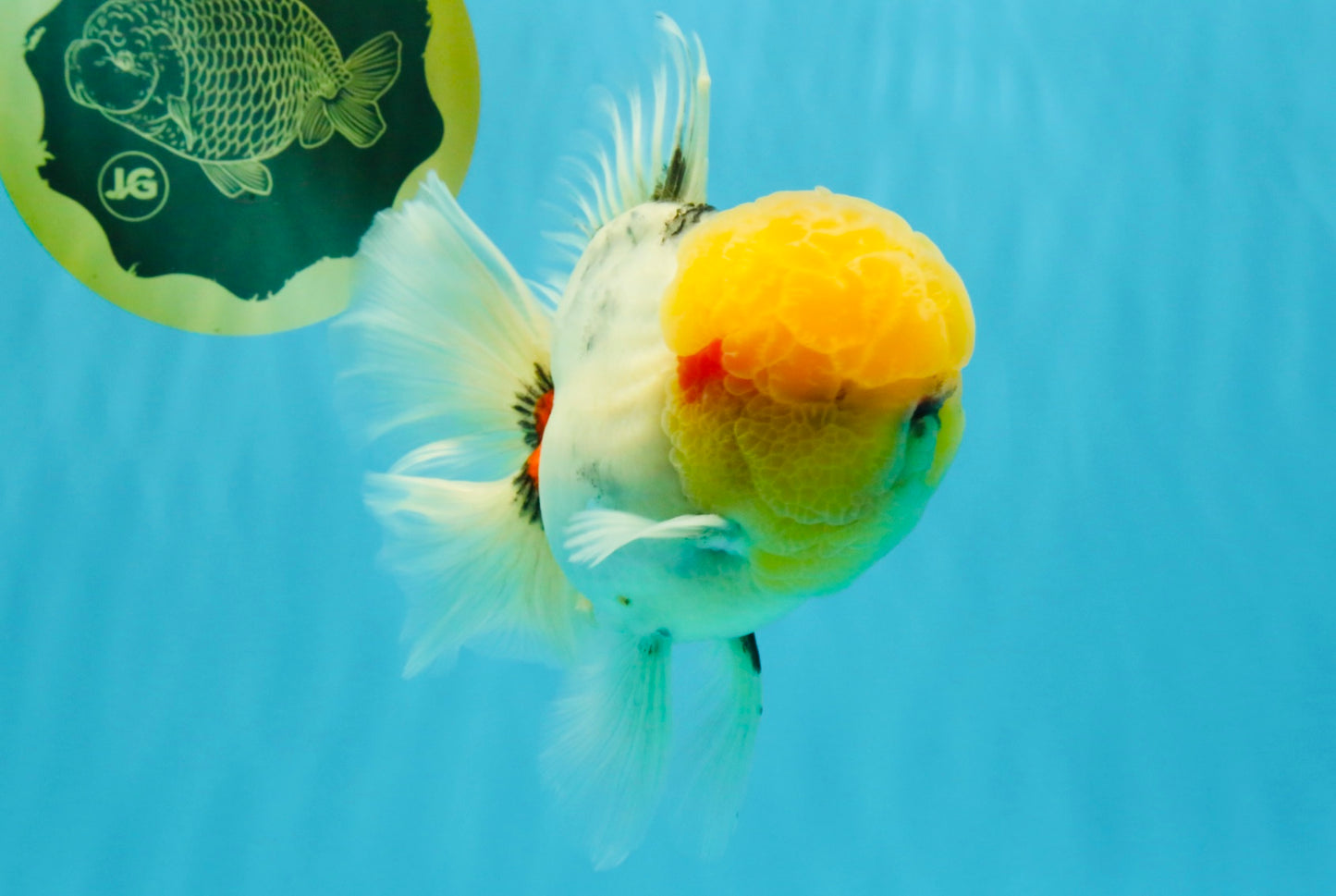 AAA Grade Marble Oranda Male 6.5 inches #022026OR_07