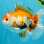 A Grade Red White Oranda Male 5.5-6 inches #040326OR_13